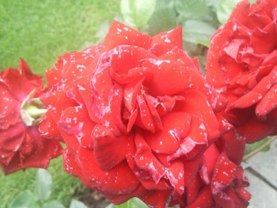 Foto0286.jpg