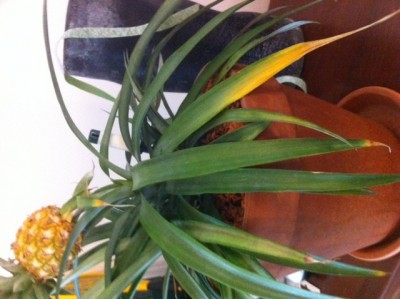 Ananass (nano??) gelbe/vertrocknete, hängende Blätter · Pflanzenkrankheiten  & Schädlinge · GREEN24 Pflanzen & Garten Forum