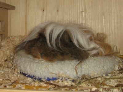 Schäfchen im Nest klein.jpg