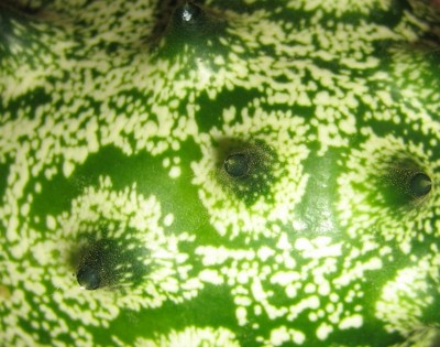 Bild green24 274.jpg