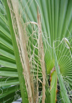 Bild green24 272.jpg