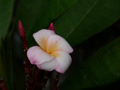 P1080286(1).JPG