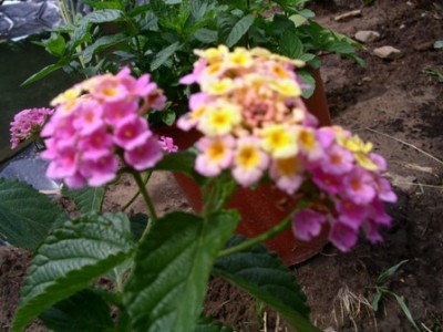 PICT0081.JPG