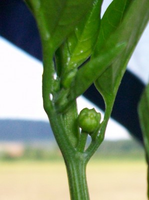 103_4505.JPG