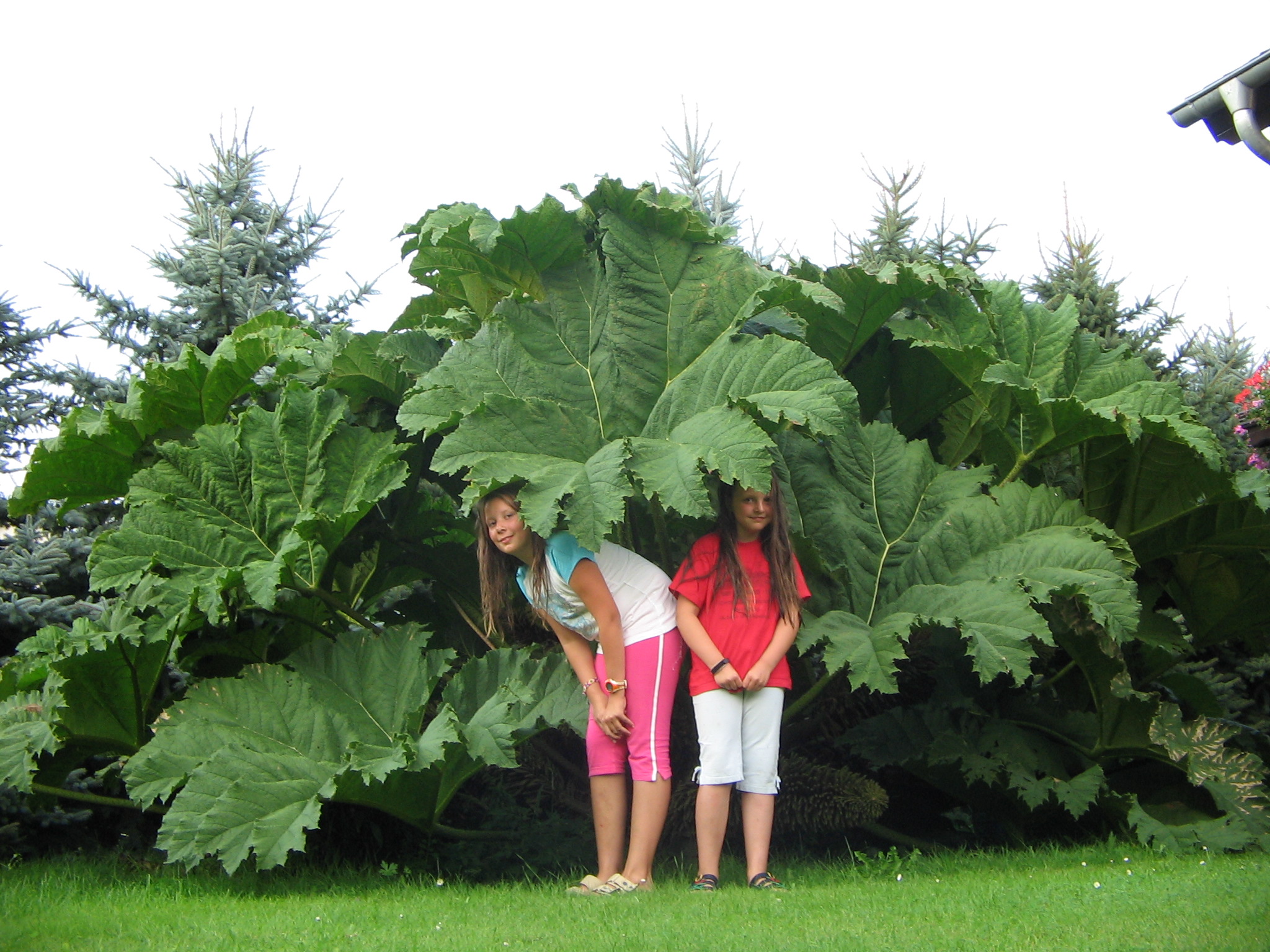 Krasse Pflanze? Mammutblatt, Gunnera manicata · Pflanzenbestimmung &  Pflanzensuche · GREEN24 Pflanzen & Garten Forum