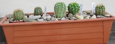 gila_echinopsis01.jpg
