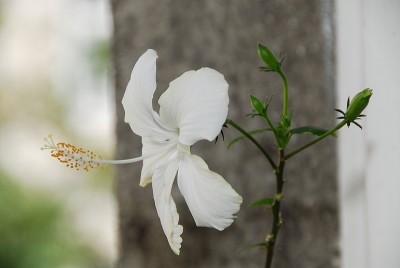 dsc_7536_weiszer_Hibiskus.jpg