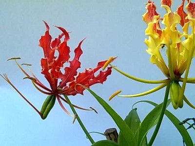 26072011392.jpg