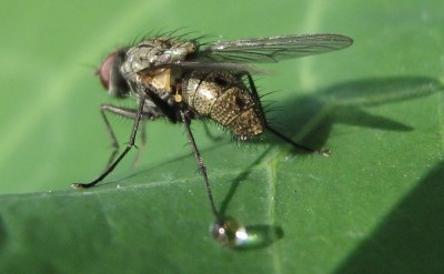 2498a gerupfte Fliege.jpg