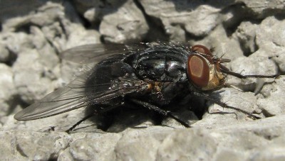 2490a Fliege.jpg