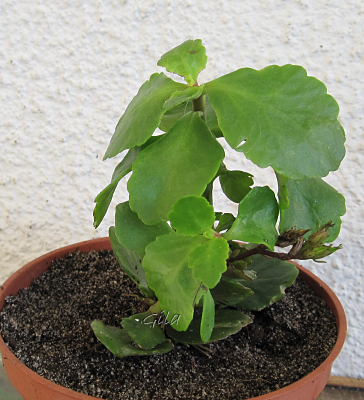 gila_kalanchoe02.png