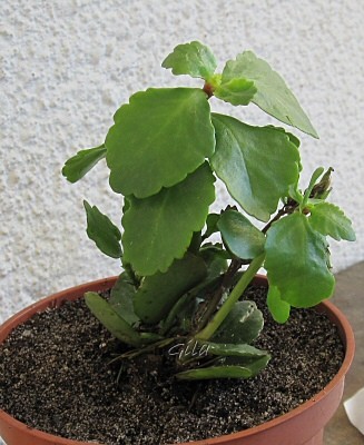 gila_kalanchoe01.jpg