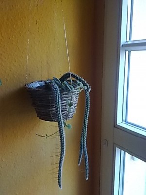 ..Selenicereus validus.JPG