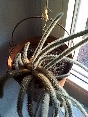 ..A.flagelliformis.JPG