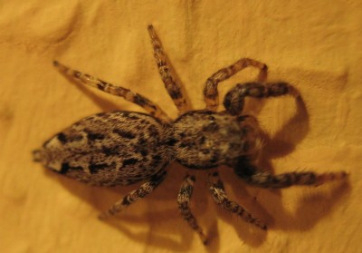 2472a Spinne.jpg