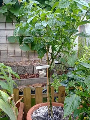 27072011394.jpg