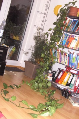BILD0190.JPG