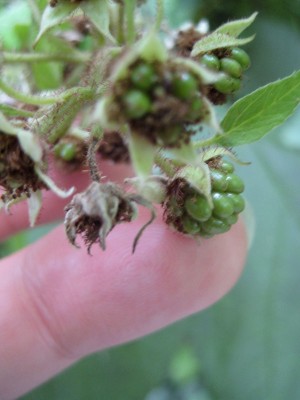 Rubus_Frucht_2.jpg