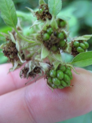 Rubus_Frucht_1.jpg