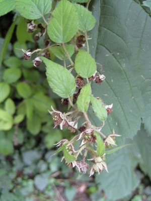 Rubus_Triebspitze.jpg