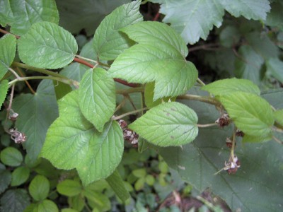 Rubus_Blaetter.jpg