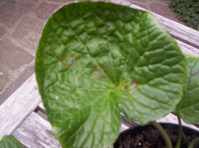 Wasabi2.jpg