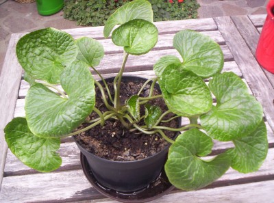 Wasabi.jpg