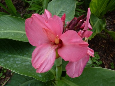 canna pink.jpg