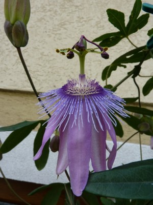 purple passion 2.jpg