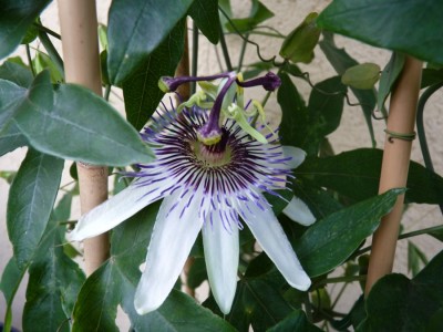star of clevedon2.jpg