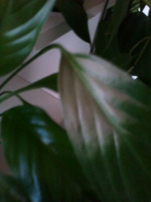 2011-07-25 07.13.53.jpg
