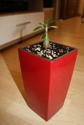 IMG_1120 - Kopie.JPG