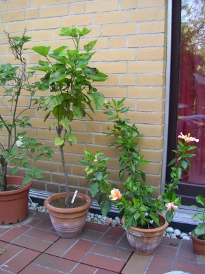 SANY0062.JPG