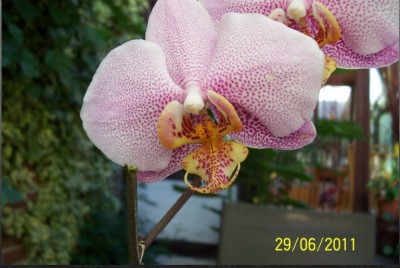 Orchidee.jpg