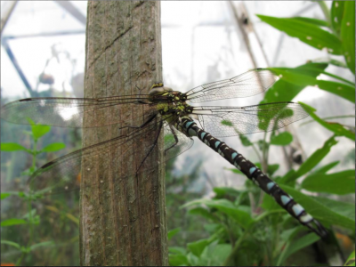 Libelle.PNG