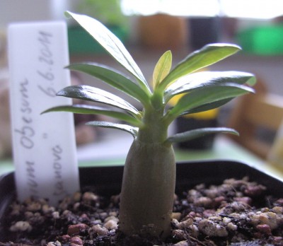 Wüsti Casanova, 7 Wochen alt.JPG