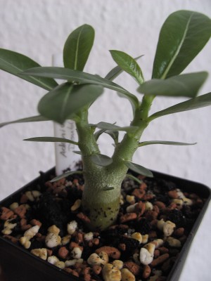 Kleines Trauermückenopfer Double Colour, 4 Monate (1).JPG