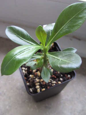 Luang Hom, 4 Monate alt (2).JPG