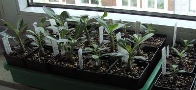 Wüstis 28.7.11 (9).JPG