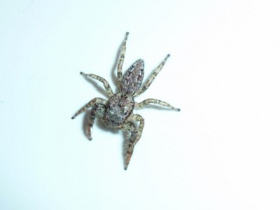 Rindenspringspinne.jpg