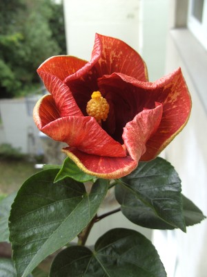 Heartbreak Hotel 29.7.11 (5).JPG