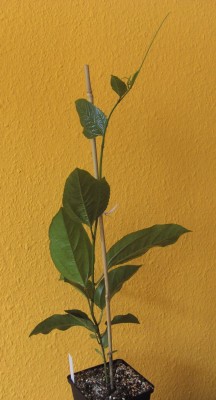Edulis Flaviacarpa 29.7.11.JPG