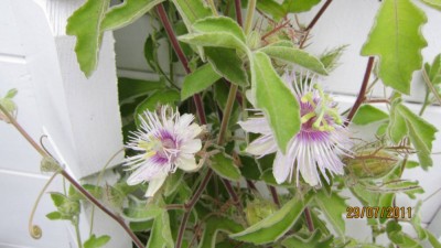 Passi foedita Blüte-2.jpg
