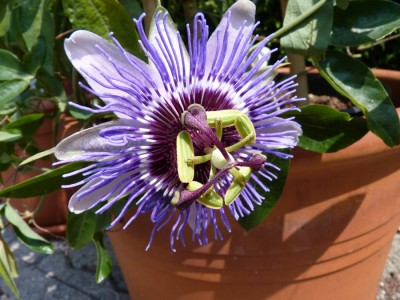 purple haze1.jpg
