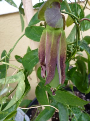violacea frucht.jpg
