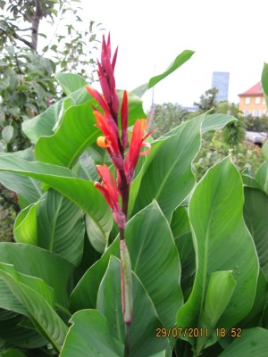 2011_6970.jpg