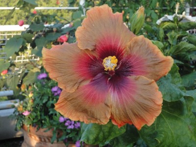 Midnight Serenade.JPG