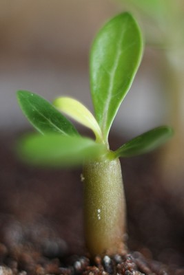 adenium01.jpg