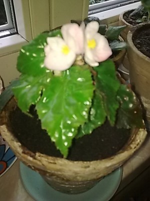 ..Begonia richmondensis.JPG