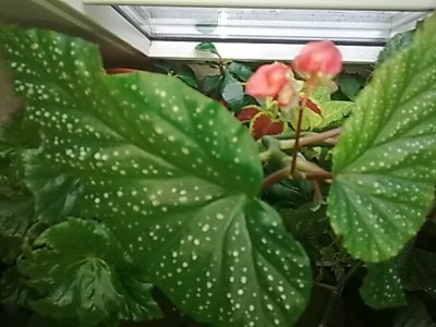 ..Begonia corallina#Blütentrieb.JPG